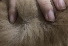 狗狗身上有皮屑怎么办-爱狗网