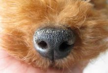 狗狗鼻子干怎么回事-爱狗网