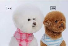 比熊犬和泰迪的区别-爱狗网