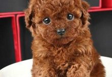 小泰迪犬多少钱一只-爱狗网