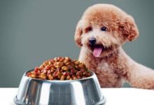 泰迪狗每天喂多少狗粮-爱狗网