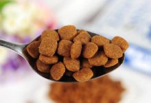 泰迪犬不能吃哪些食物-爱狗网