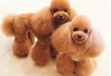 泰迪造型图片-爱狗网