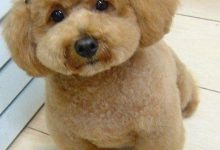 泰迪狗狗的造型怎么做-爱狗网