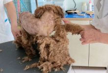 泰迪的毛怎么梳理-爱狗网