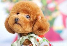 泰迪剃完胎毛后注意什么-爱狗网