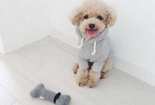 泰迪吃香蕉有什么好处-爱狗网