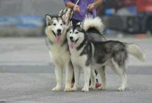 阿拉斯加雪橇犬和哈士奇的区别-爱狗网