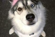 哈士奇搞笑表情大全-爱狗网