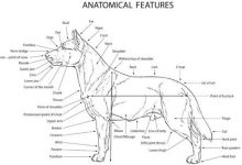 纯种哈士奇特征-爱狗网
