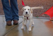 狗狗的语言表达方式图-爱狗网