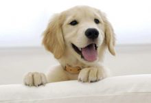 狗的寿命一般有多长-爱狗网