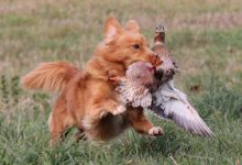 影响狗狗寿命的几种行为-爱狗网