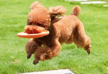 训练狗狗的最佳年龄-爱狗网