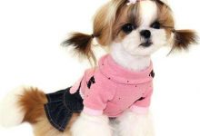 什么狗狗寿命长-爱狗网