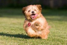 什么时候训练狗狗最好-爱狗网