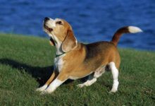 狗狗卧下训练-爱狗网