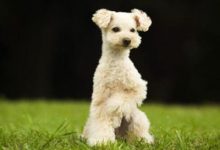 要怎么训练狗狗站立-爱狗网