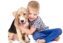 狗狗几个月会认主人-爱狗网