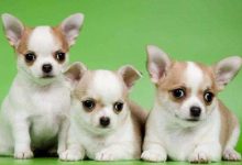 狗在不同时期的饲养方法-爱狗网