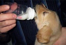 饲养幼犬需要注意什么-爱狗网