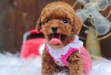 泰迪幼犬饲养方法-爱狗网