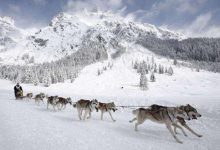 阿拉斯加雪橇犬怎么养-爱狗网