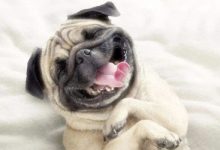 幼犬多大能认识主人-爱狗网