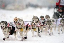 阿拉斯加雪橇犬好养吗-爱狗网