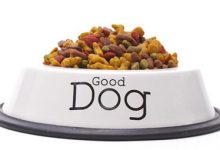 泰迪吃哪种狗粮最好-爱狗网