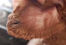 泰迪狗体臭味怎么除掉-爱狗网