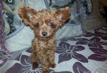 泰迪几个月剃胎毛-爱狗网