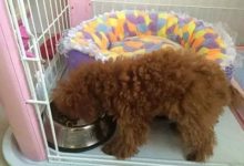 泰迪不吃狗粮怎么办-爱狗网