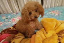 泰迪可以吃香蕉吗-爱狗网