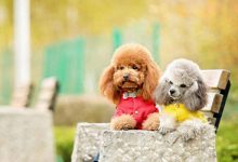 饲养泰迪6个错误方法-爱狗网