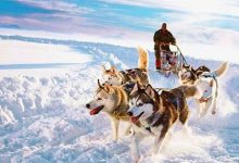 阿拉斯加雪橇犬的种类有哪些-爱狗网