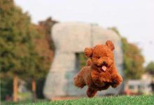 泰迪为什么要定期梳理毛发-爱狗网