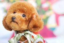 泰迪体臭的原因-爱狗网