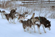 阿拉斯加雪橇犬图片-爱狗网