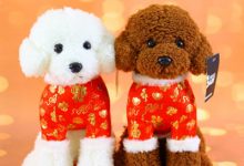 泰迪幼犬饲养经验-爱狗网