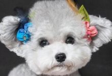 灰色泰迪犬图片-爱狗网