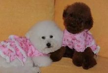 比熊和泰迪的区别-爱狗网