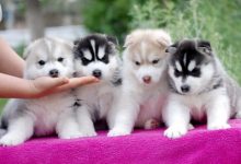 纯种哈士奇的市场价格综合分析-爱狗网