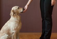 狗狗坐下怎么教-爱狗网