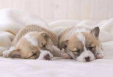 为什么大狗的寿命比小狗短-爱狗网