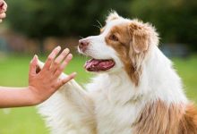 影响狗狗寿命的因素-爱狗网