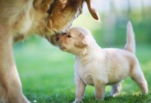 狗狗生产后吃什么好-爱狗网