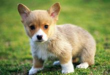 适合狗狗产后吃的四种食物-爱狗网