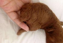 泰迪出生为什么要断尾-爱狗网