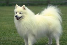 英系博美-爱狗网